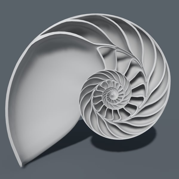 3d nautilus shell cut